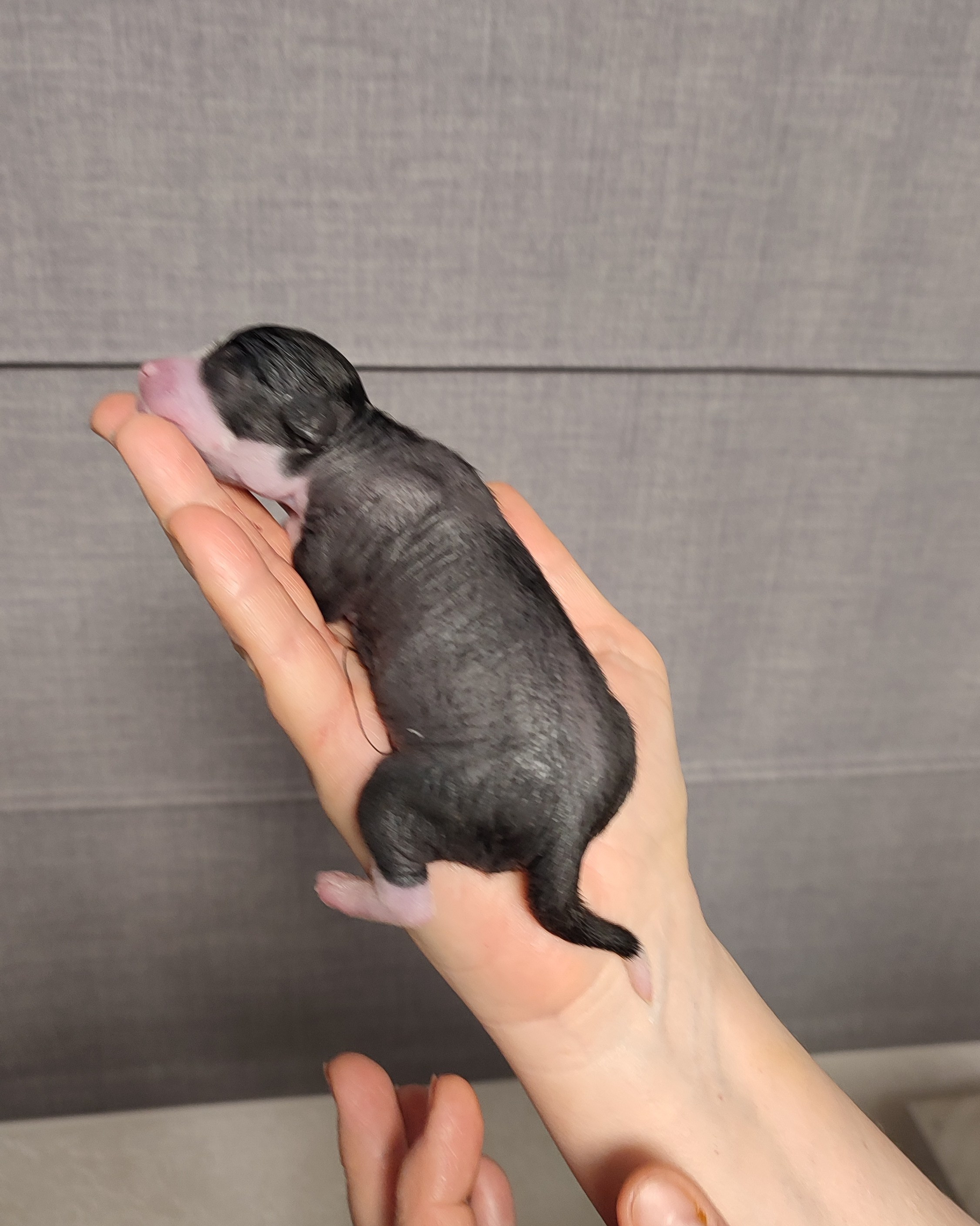 Chinese Crested Dog Kennel Poale Ell