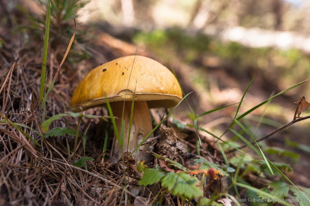 Путешествие в Северную Осетию. Часть 1. Фотограф Иван Губанов