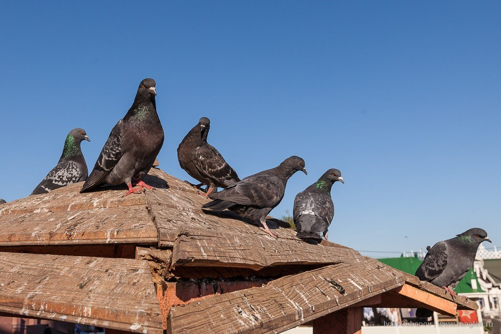 Сергиев Посад. Фотограф Иван Губанов