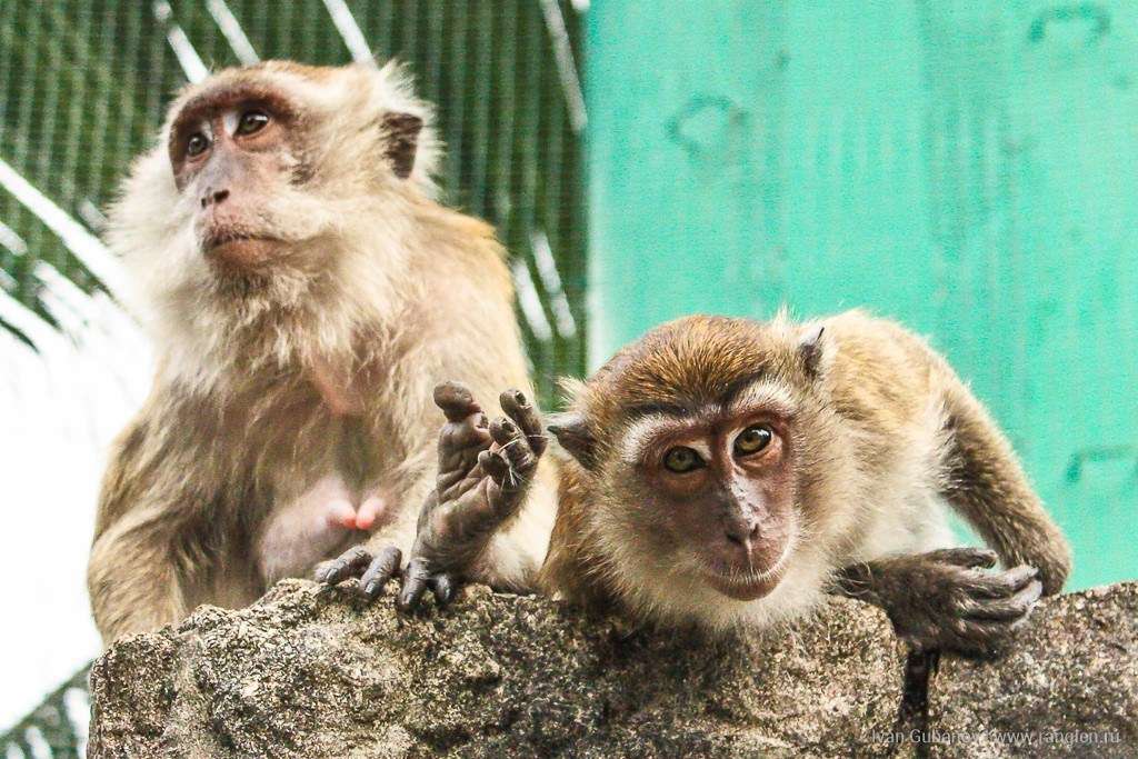 Малайзия. Фотограф Иван Губанов