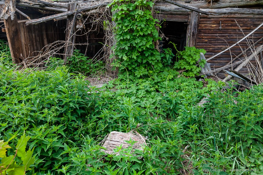 Брянская область. Климово. Фотограф Иван Губанов