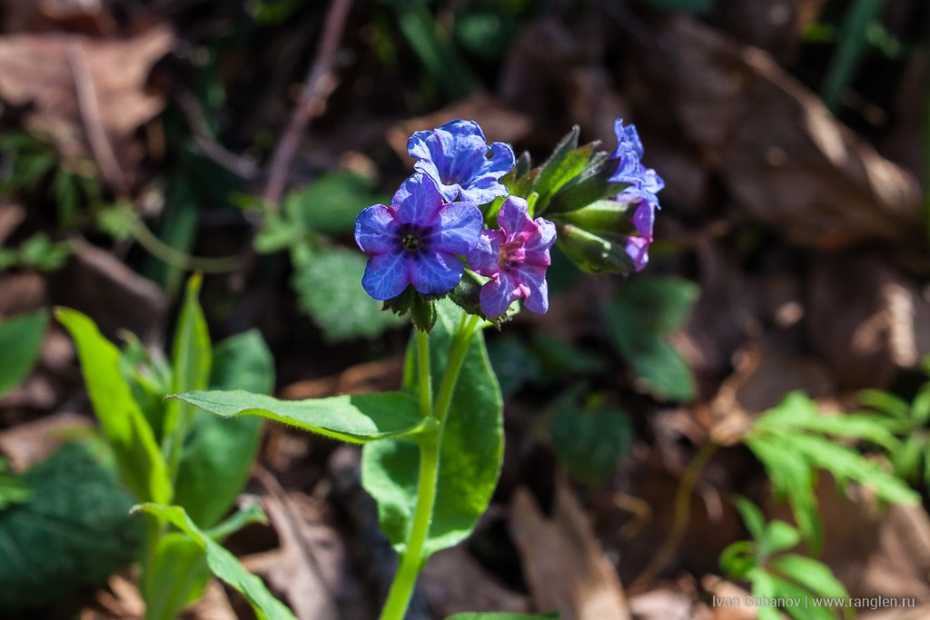 Путешествие в Тарусу. Фотограф Иван Губанов