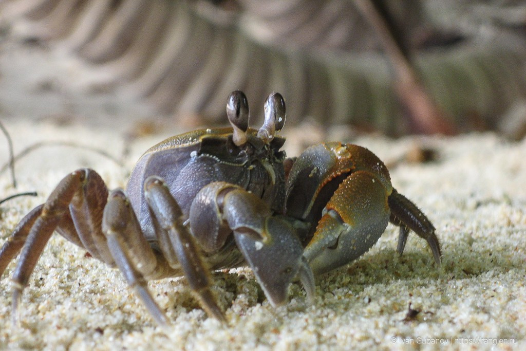 Путешествие на Сейшельские острова. Фотограф Иван Губанов
