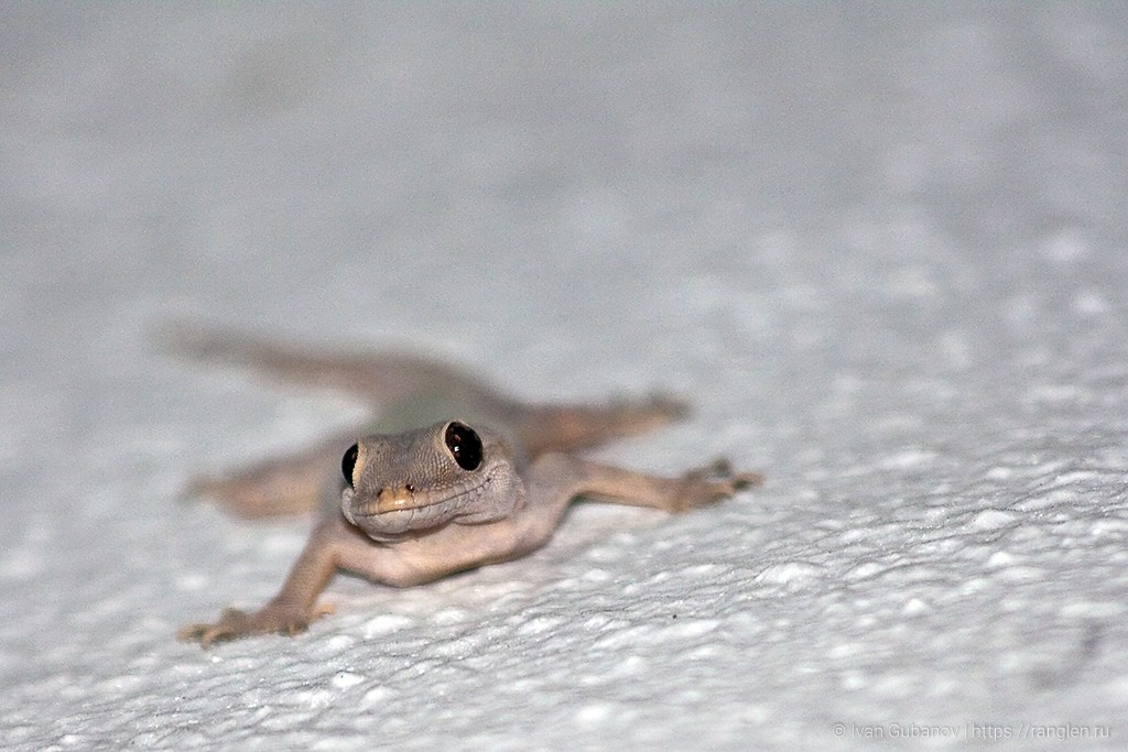 Малайзия. Фотограф Иван Губанов