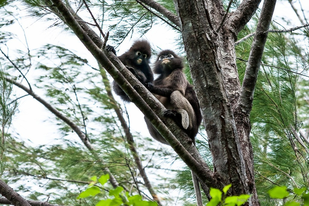 Малайзия. Фотограф Иван Губанов