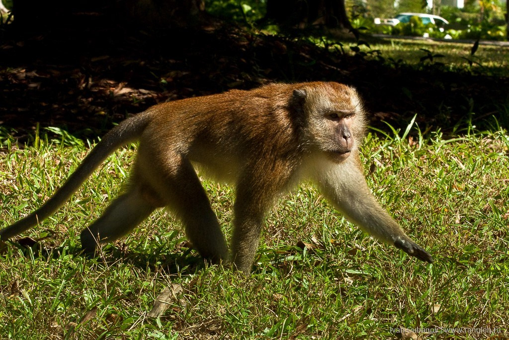 Малайзия. Фотограф Иван Губанов