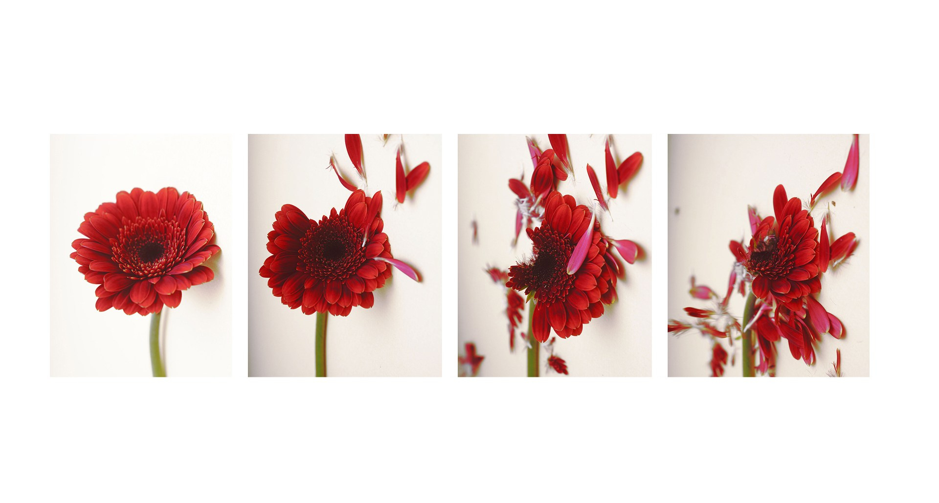 Этапы жизни. Фотограф из Москвы — DASHA NOVA | Авторская фотография в разных жанрах