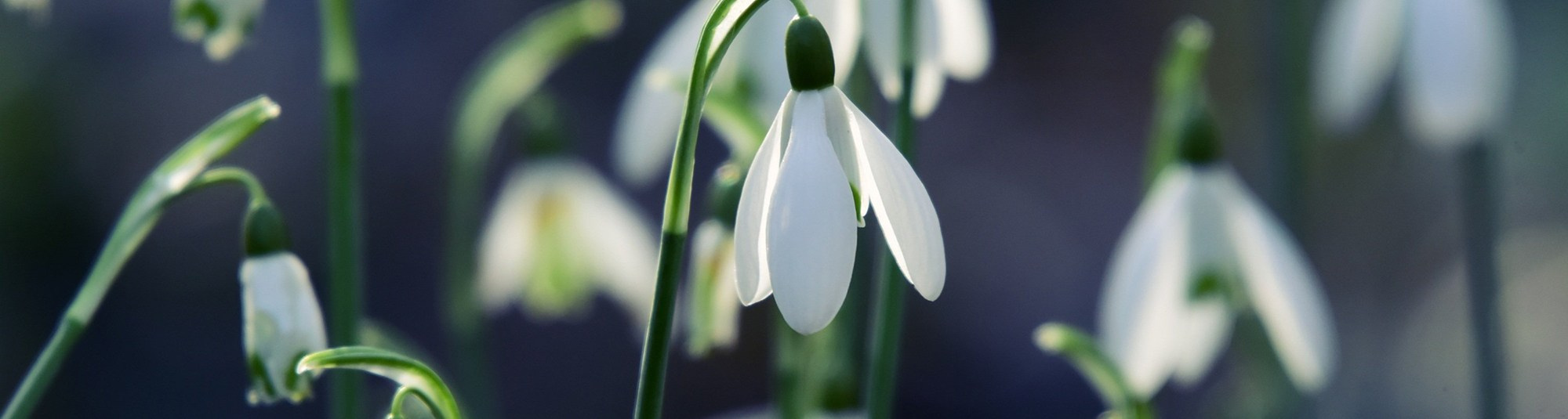 Стоимость работы мимов и ходулистов. Мимы и Ходулисты на встречу гостей. Москва