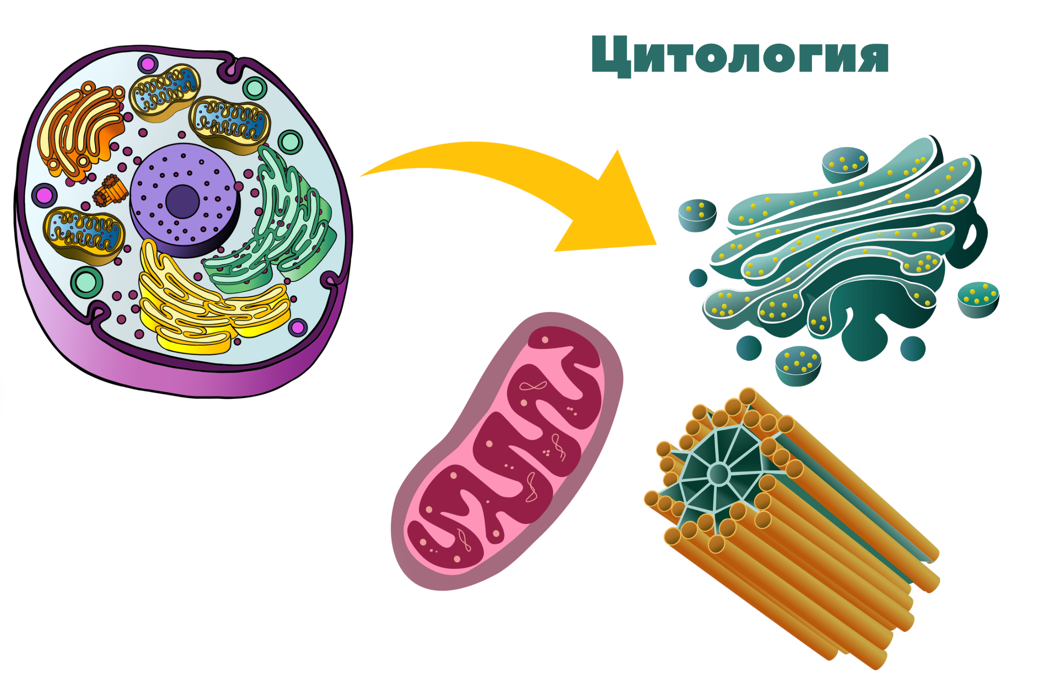 Видео-лекции. Репетитор по гистологии, патологической анатомии и патофизиологии | KaplanMed