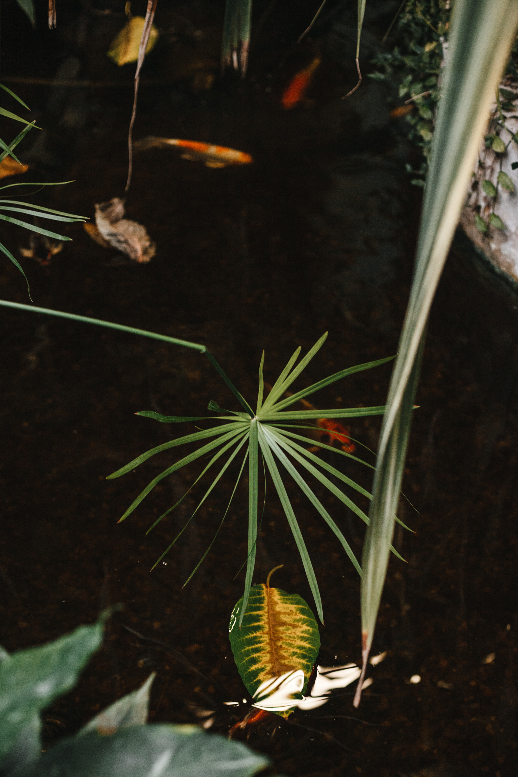 Прогулка в Сибирском Ботаническом саду ТГУ. Евгения Орлова