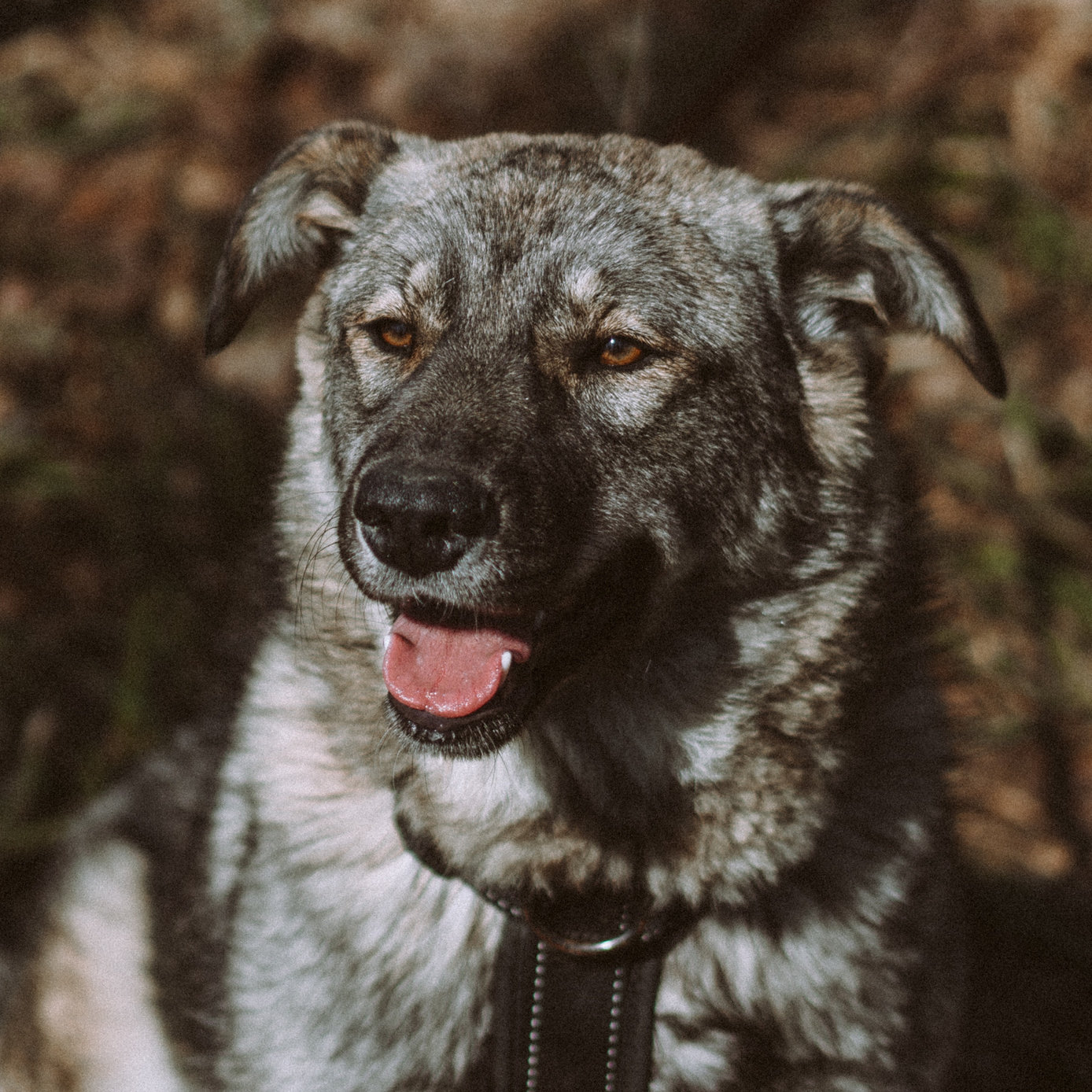 Собака из приюта. Семейный фотограф на крещение Кристина Фриденберга, Москва