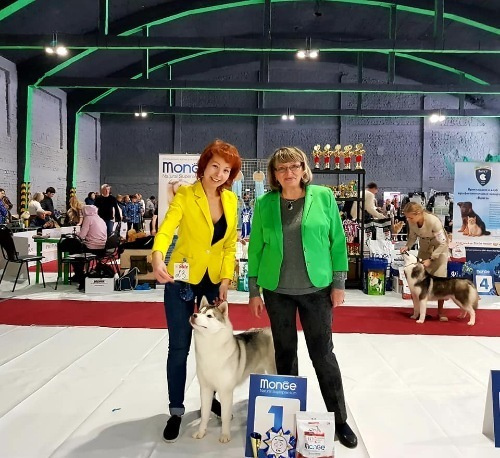 Новости питомника Ice Fantasy. Купить щенка Вельш-корги-кардиган в семейном питомнике — Ice Fantasy