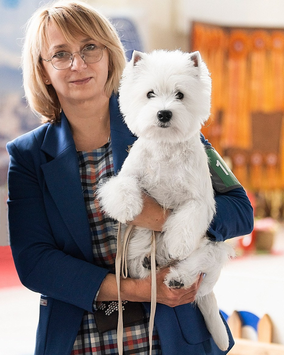 Щенки 250 725. Питомник собак породы вест хайленд вайт терьер в Москве