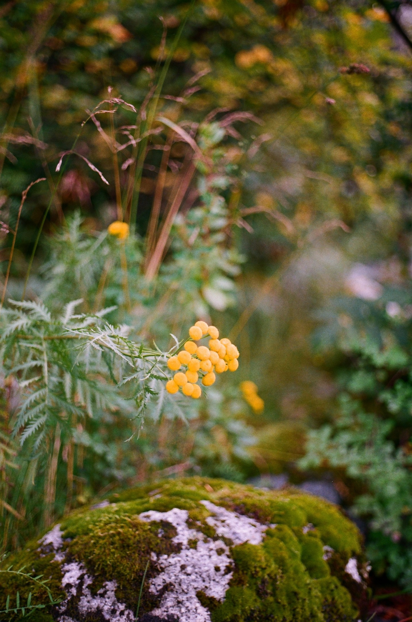 Телецкое озеро, 2022