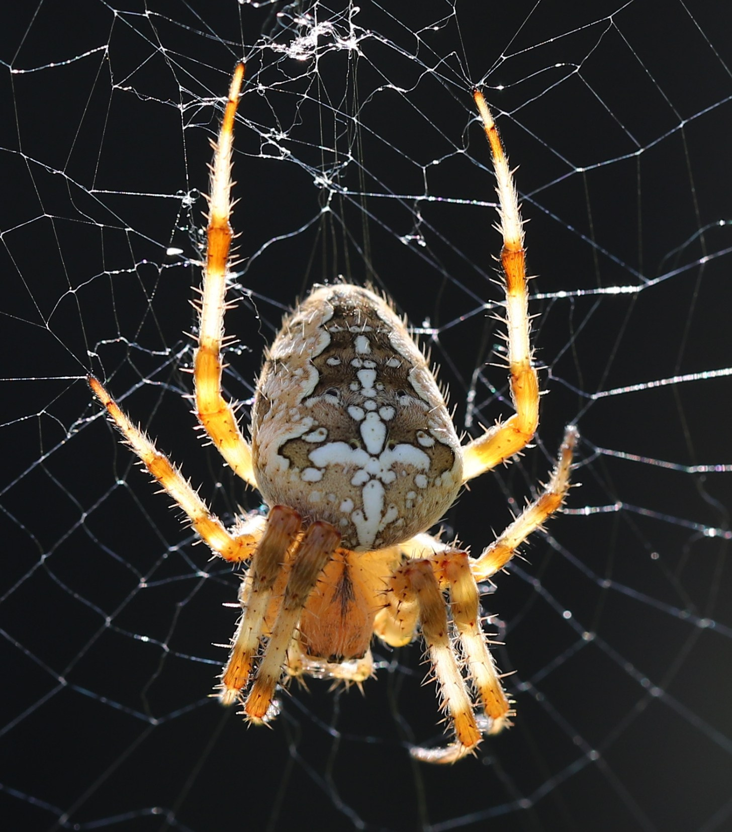 КУПИТЬ ФОТОГРАФИИ Мои проекты! Весенне-летняя акция! Все снимки по 10,00 рублей!. Фото-художник и Репортажный фотограф Николаев Александр Алексеевич