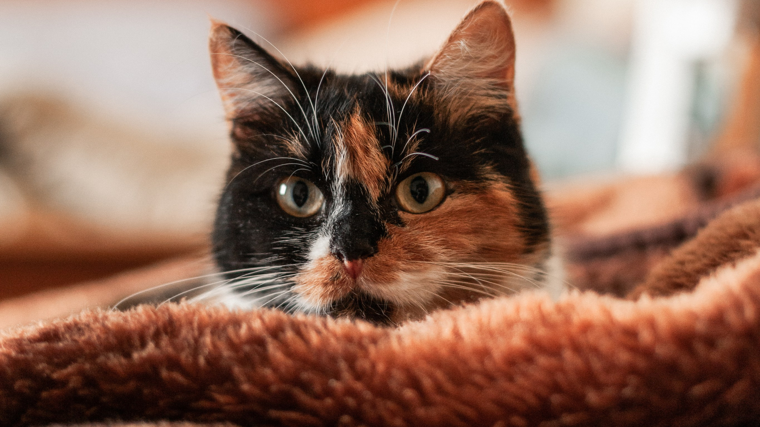 Контакты. Aourica — Фотограф Ольга, Санкт-Петербург, Москва, Гагарин