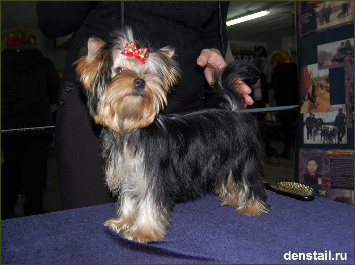 2009-2010 г Результаты выставок. Питомник Йоркширских терьеров Дэнстайл в Санкт-Петербурге заводчик Тих