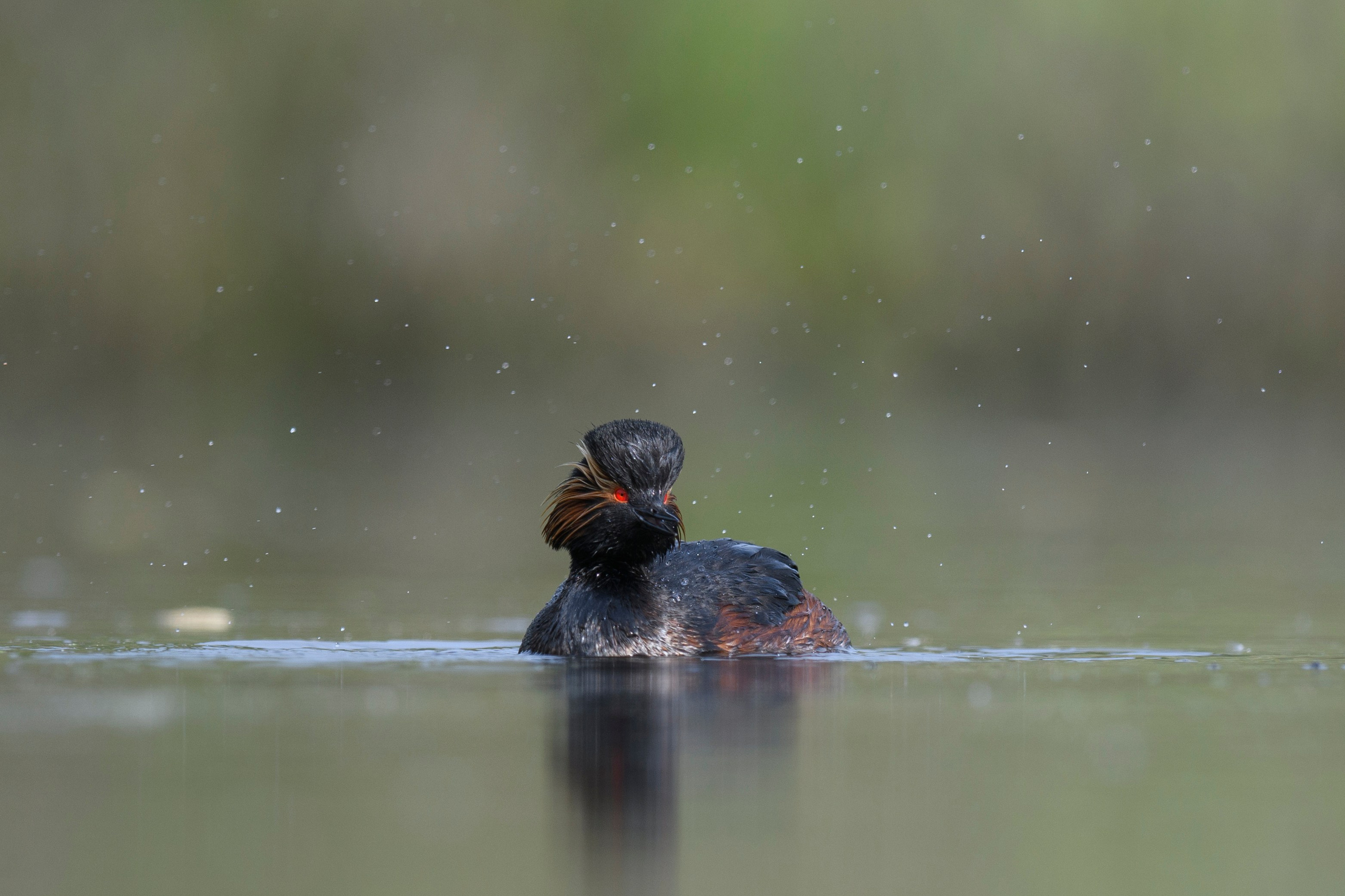 Черношейная поганка. Wildlife photography by Sergey Puponin