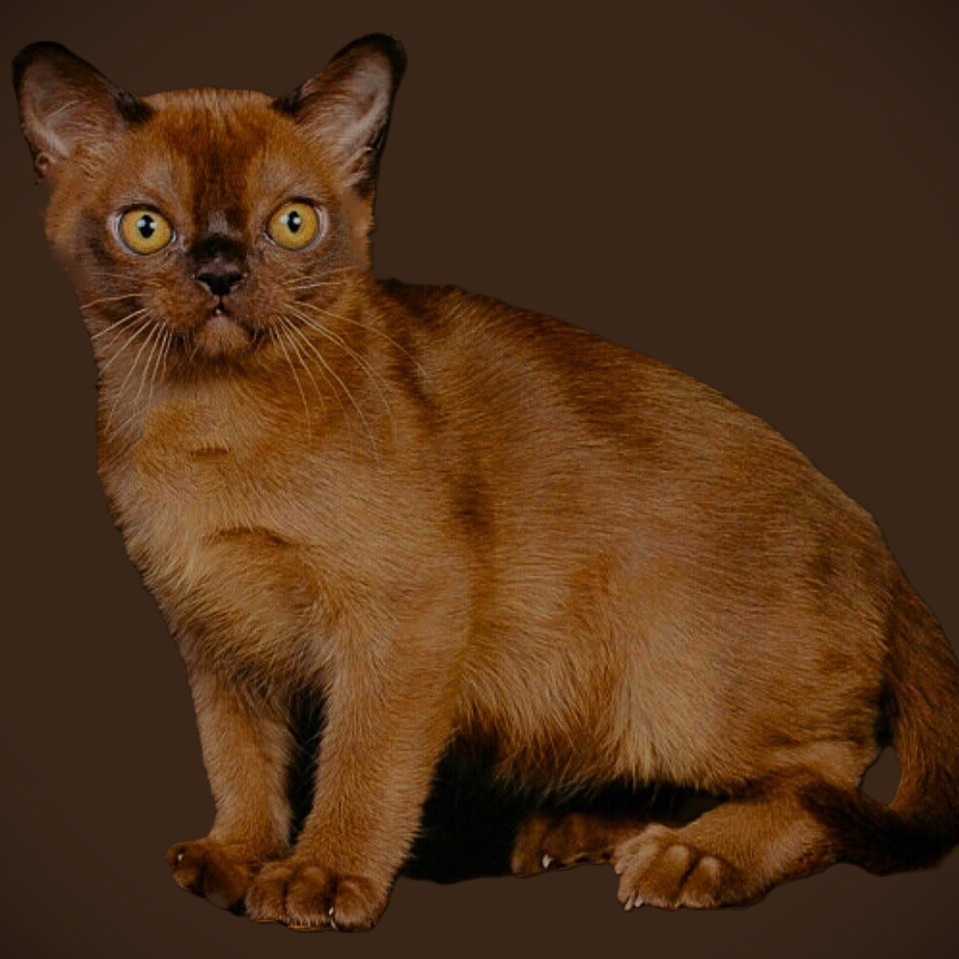 СЕЙЧАС СВОБОДНЫХ КОТЯТ НЕТ. Las Burmas — питомник американской бурмы традиционных линий