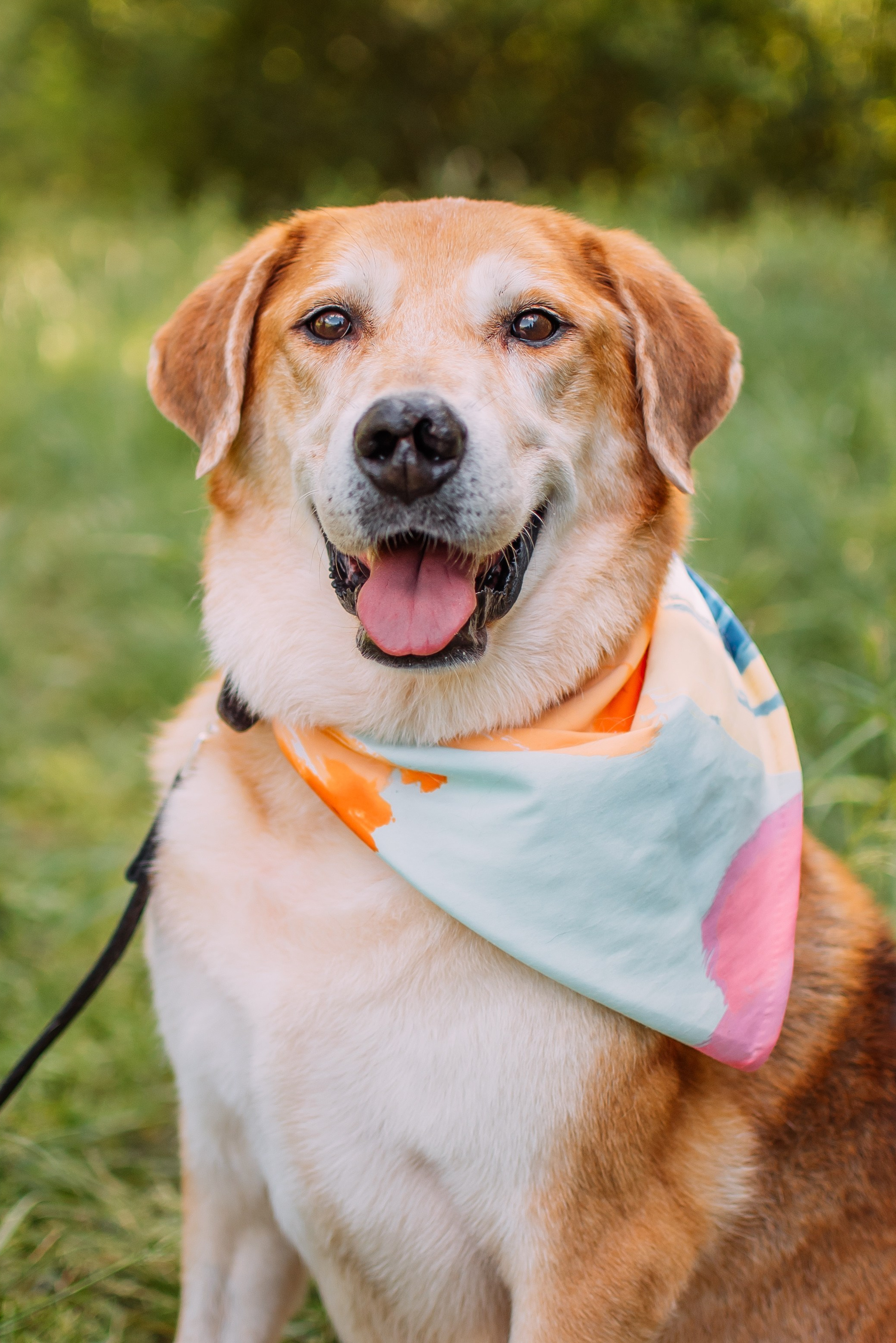 Животные на пристройство. Фотограф-анималист Валерия, Москва, Мытищи