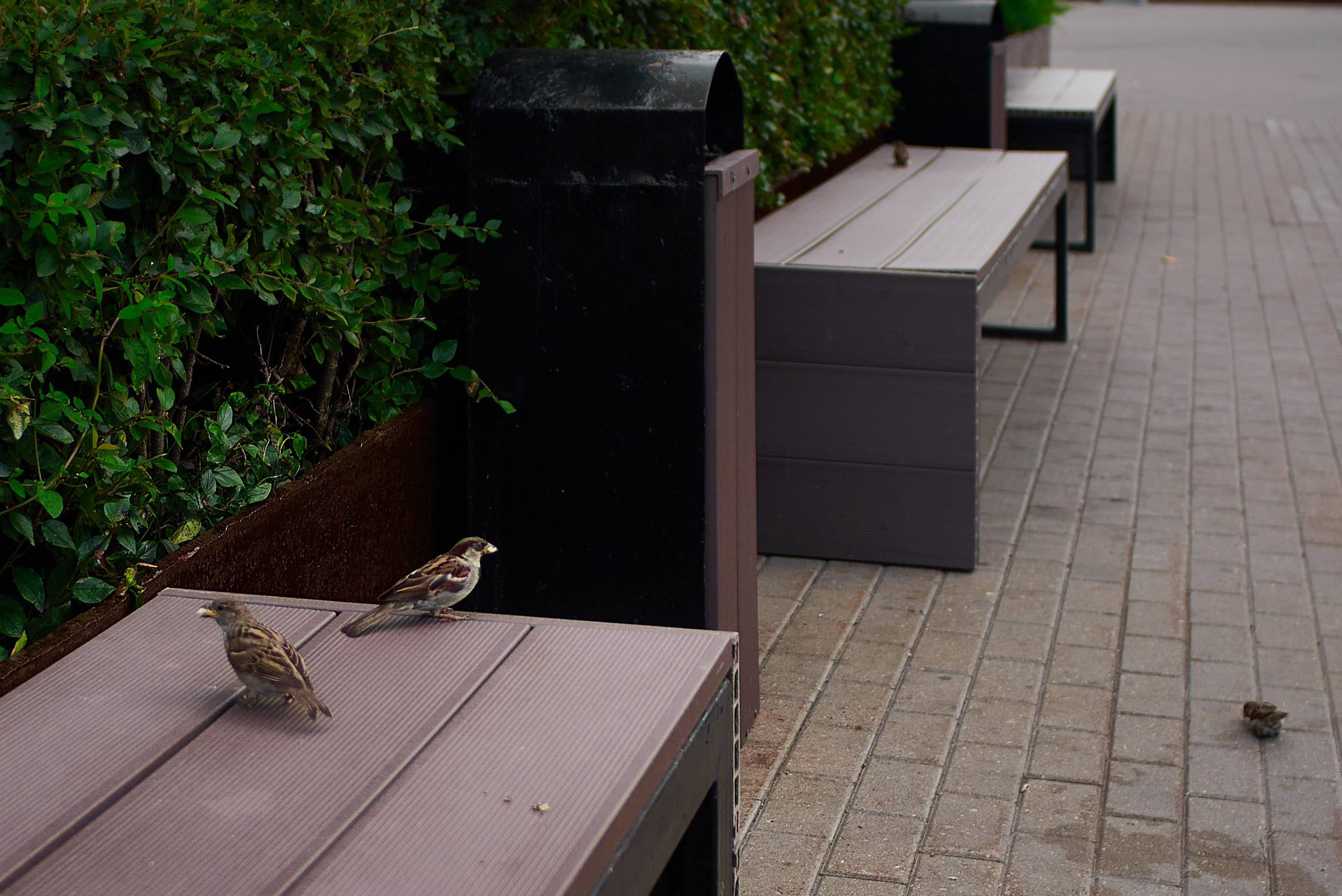 Birds steal bread on a park bench. POV: #streetphotography #nikond750 #28mm #djiosmoaction4