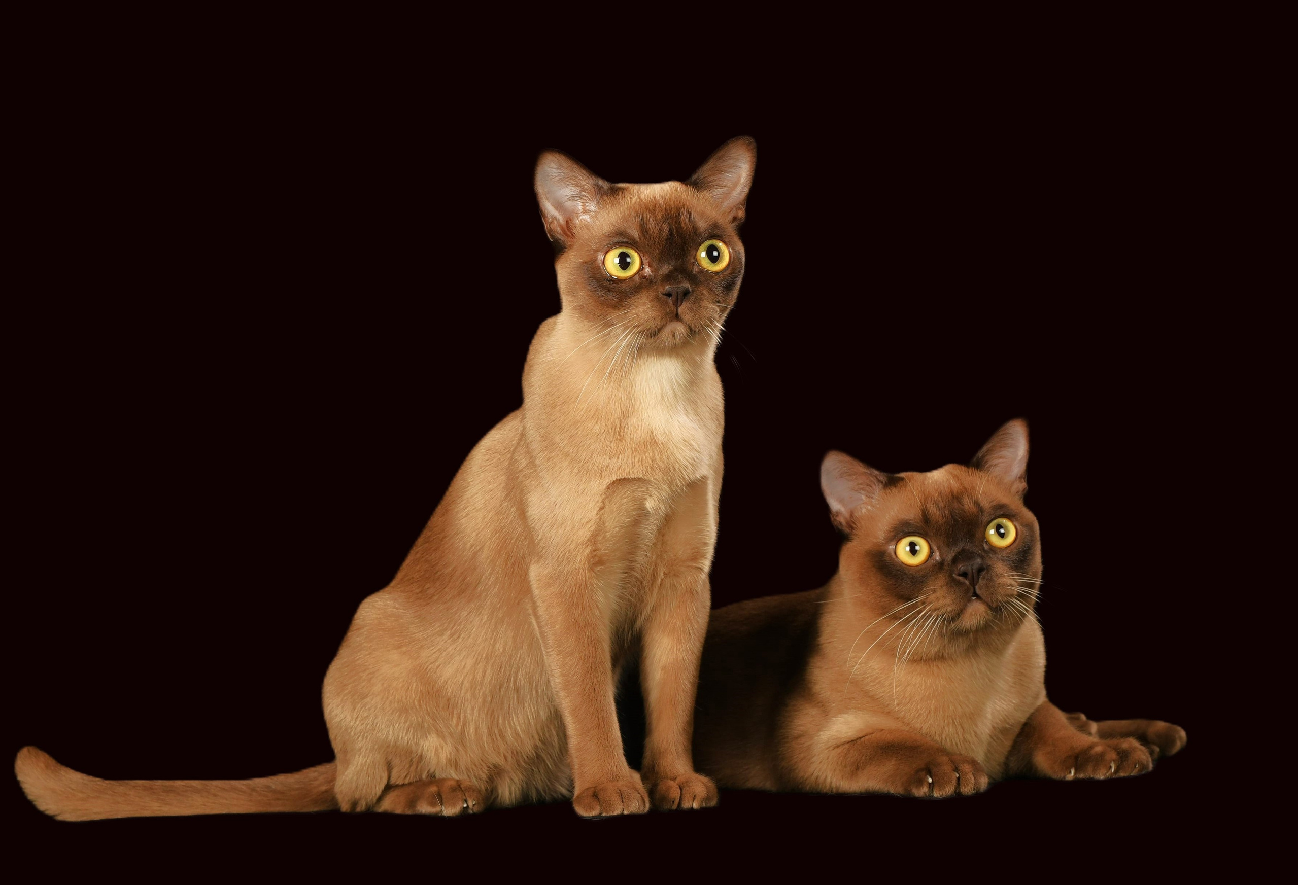 Котёнок американской бурмы. Las Burmas — питомник американской бурмы традиционных линий