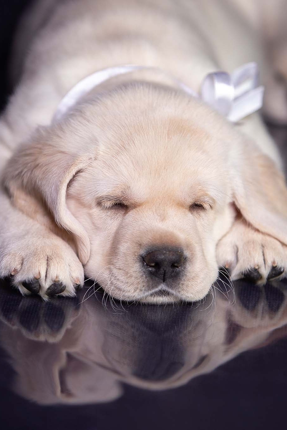 Фотограф-анималист Александра Шеремет