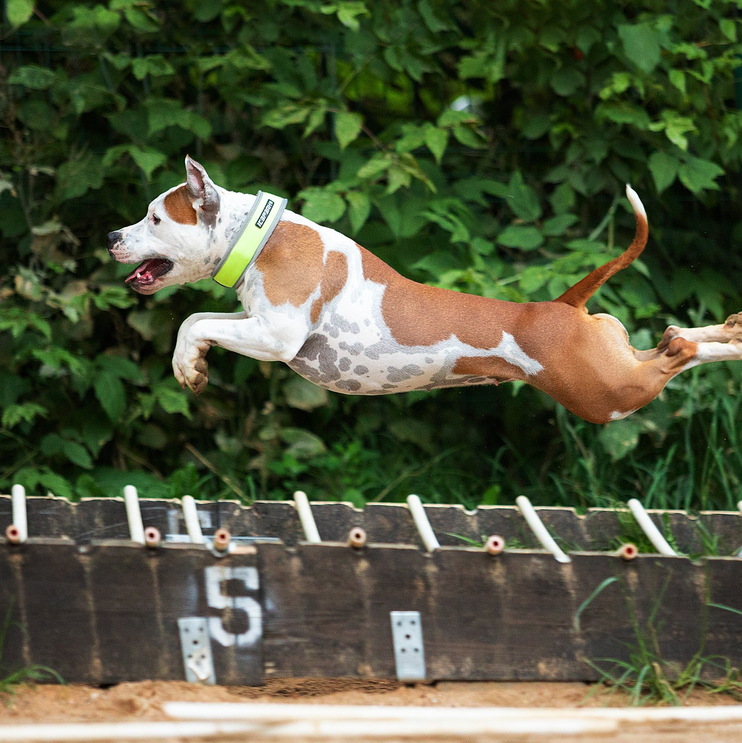 Фотограф-анималист в Москве Евгения Старостина