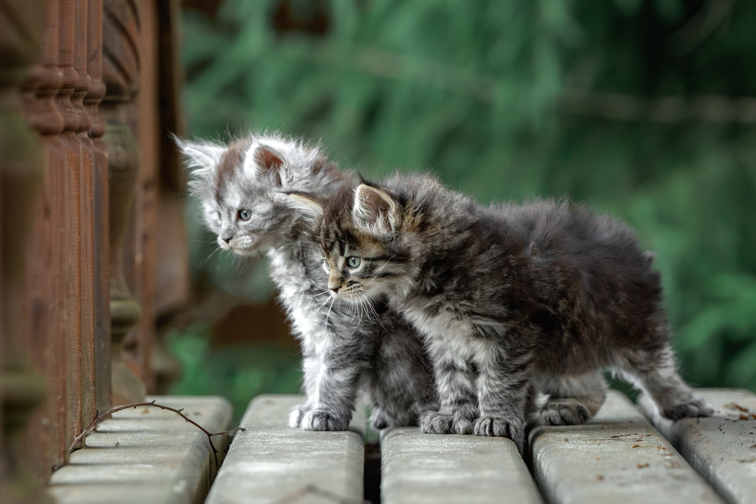Стоимость фотосъемки кошки. Фотограф-анималист Юлия Зубкова
