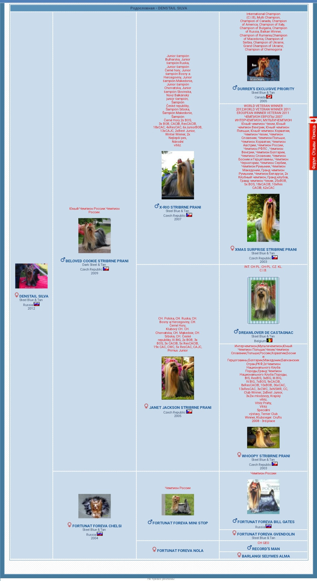 Дэнстайл Сильва. Питомник Йоркширских терьеров Дэнстайл в Санкт-Петербурге заводчик Тих