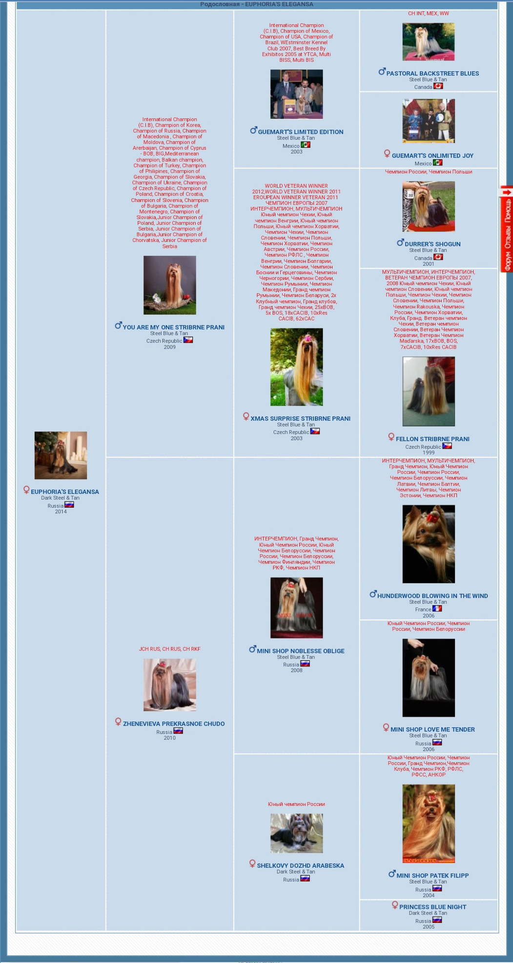 Euphoria’s Elegance. Питомник Йоркширских терьеров Дэнстайл в Санкт-Петербурге заводчик Тих