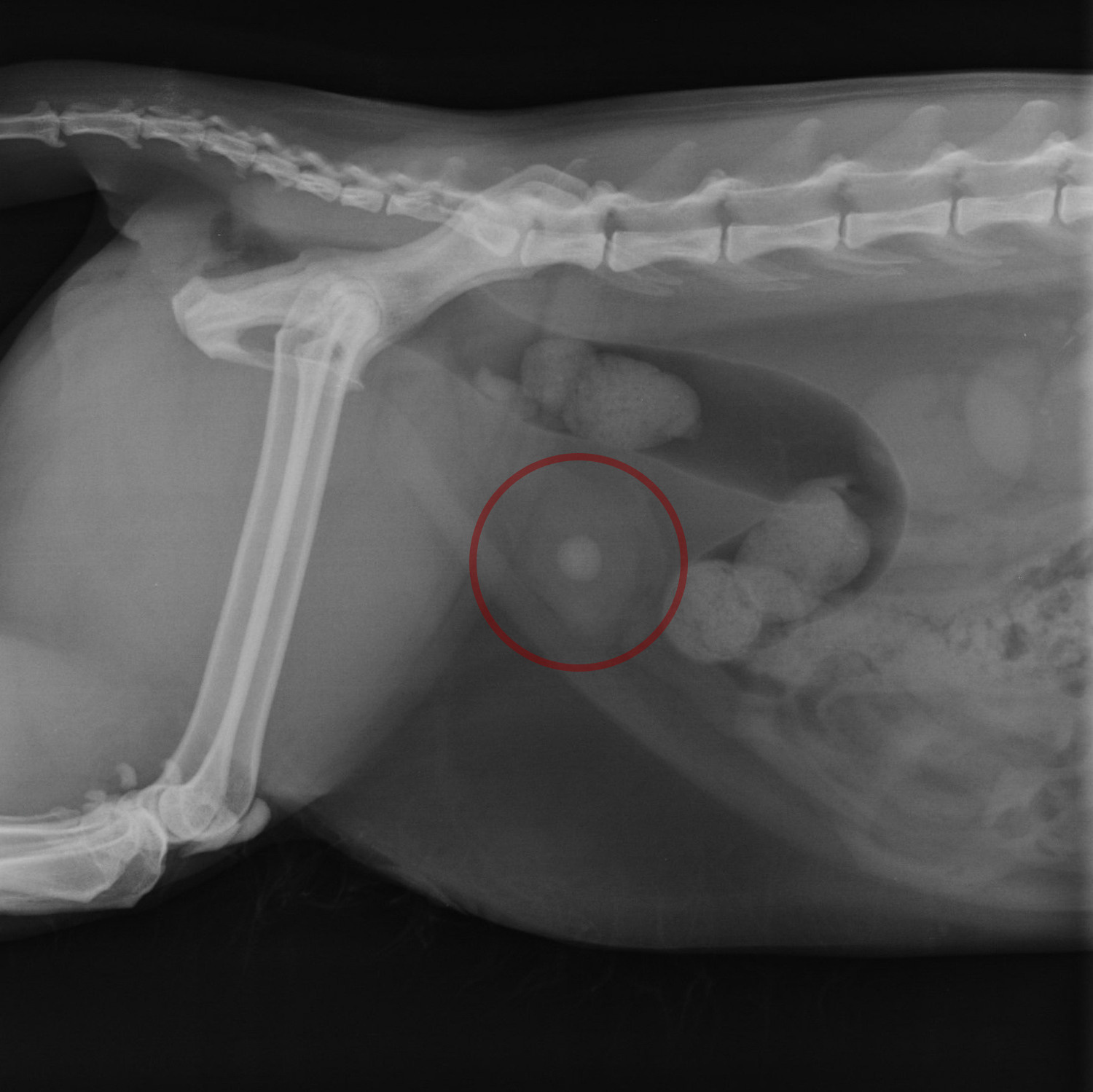 Цистотомия у животных. Ветеринарная клиника «Доктор Ай» | Королев