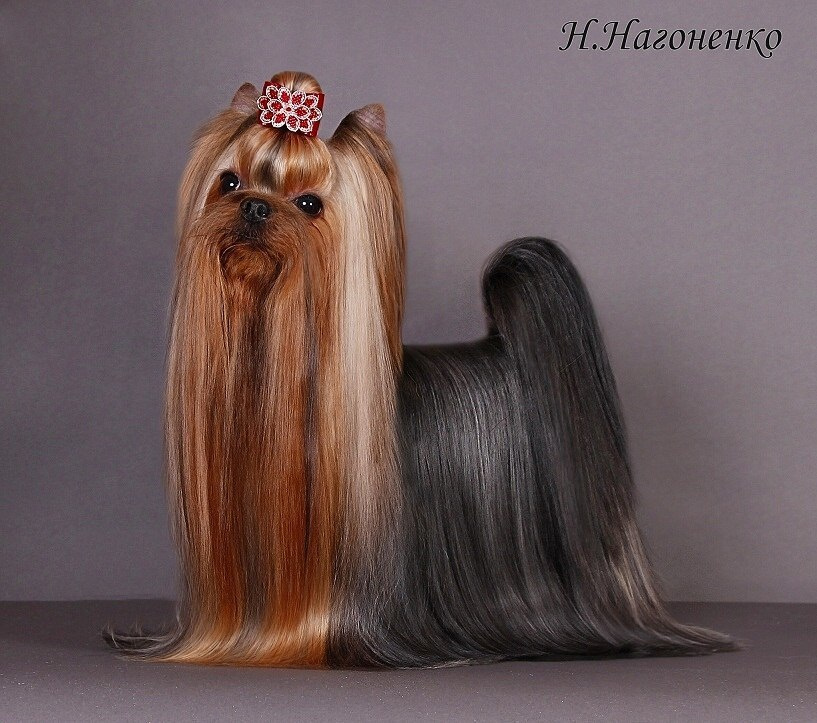 Dare To Dream Stribrne Prani. Питомник Йоркширских терьеров Дэнстайл в Санкт-Петербурге заводчик Тих