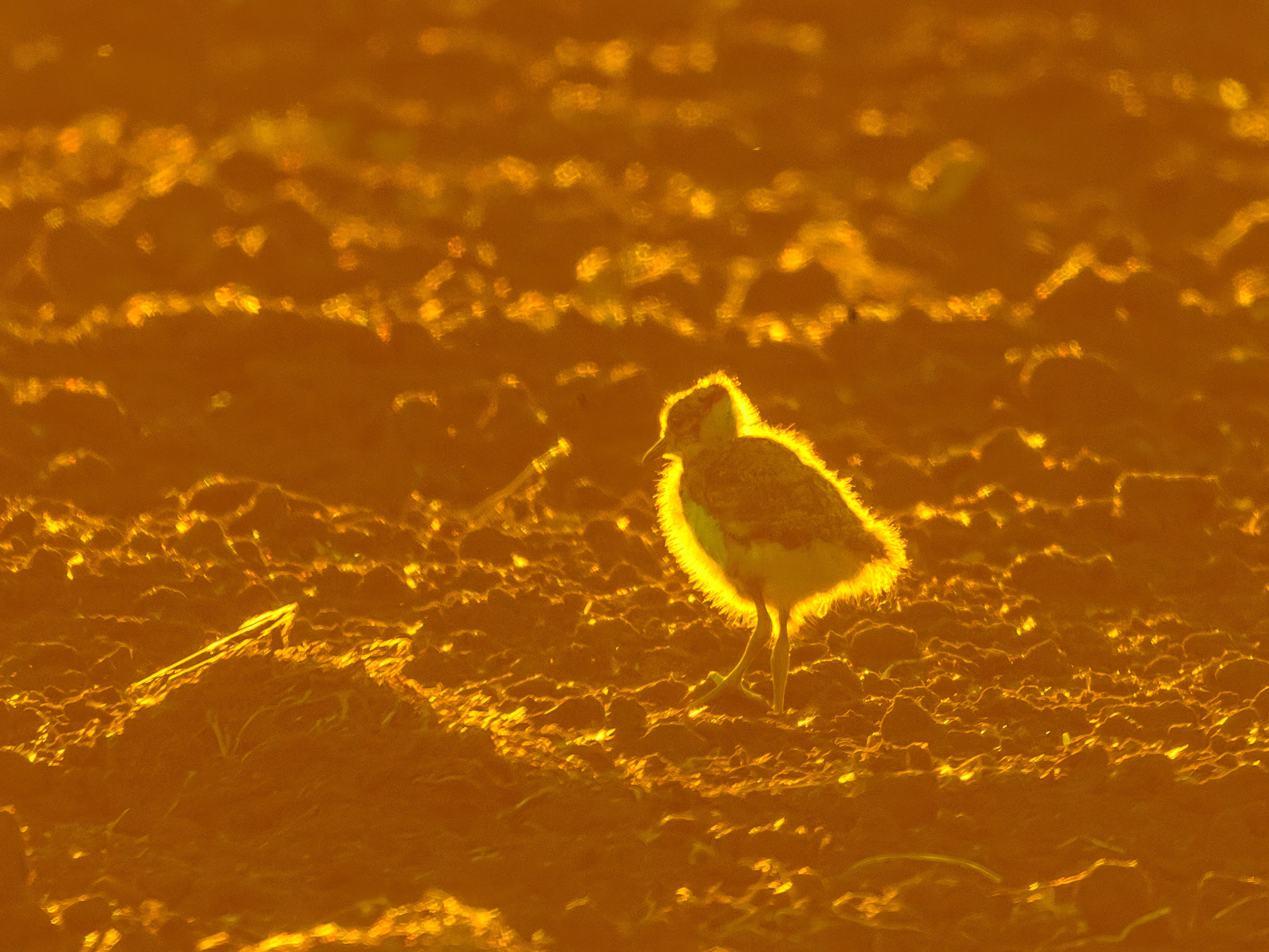 Лебеди, совы и лунь. Фотограф Сергей Пупонин