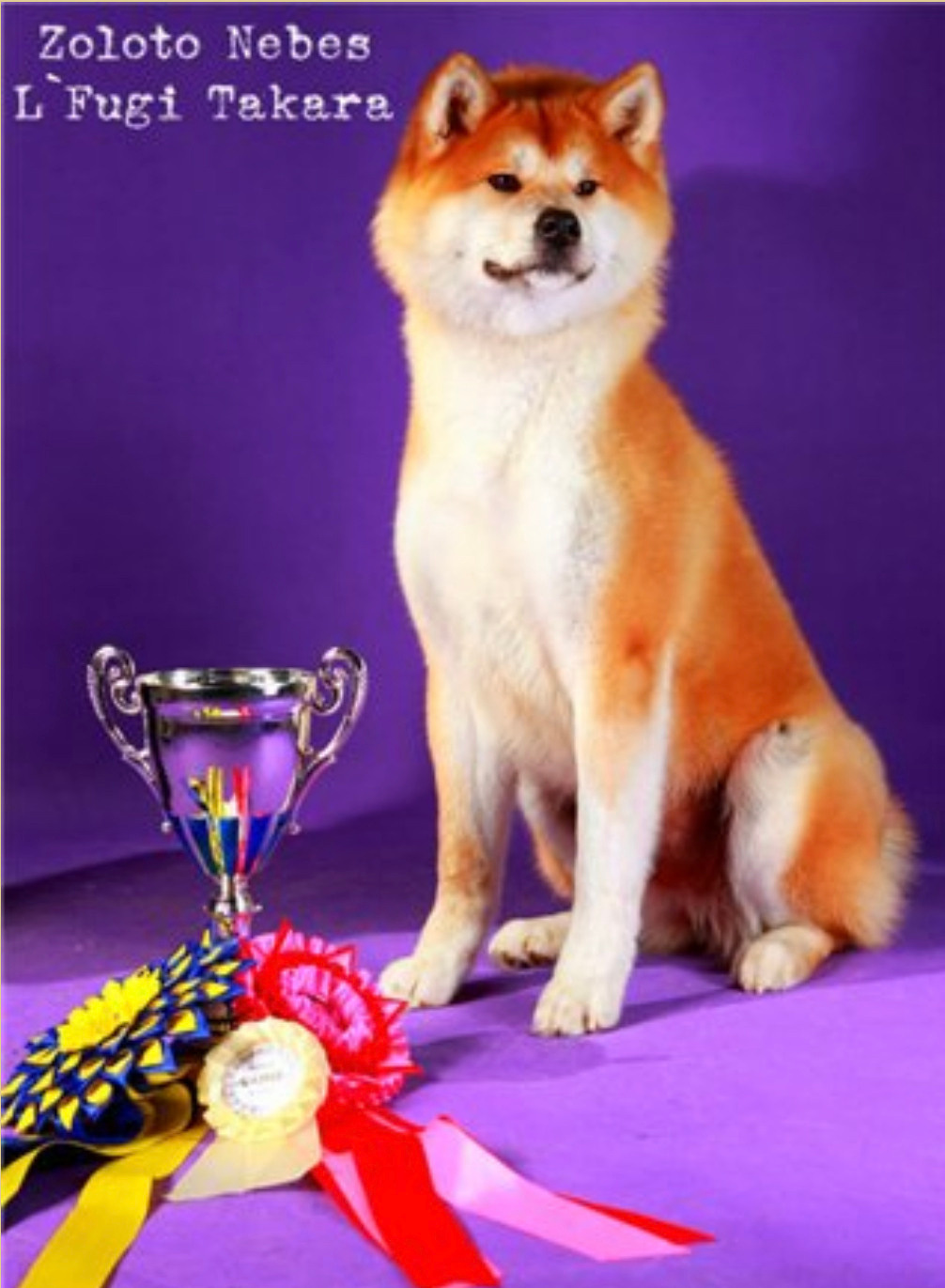 Ветераны. Питомник Акита-Ину