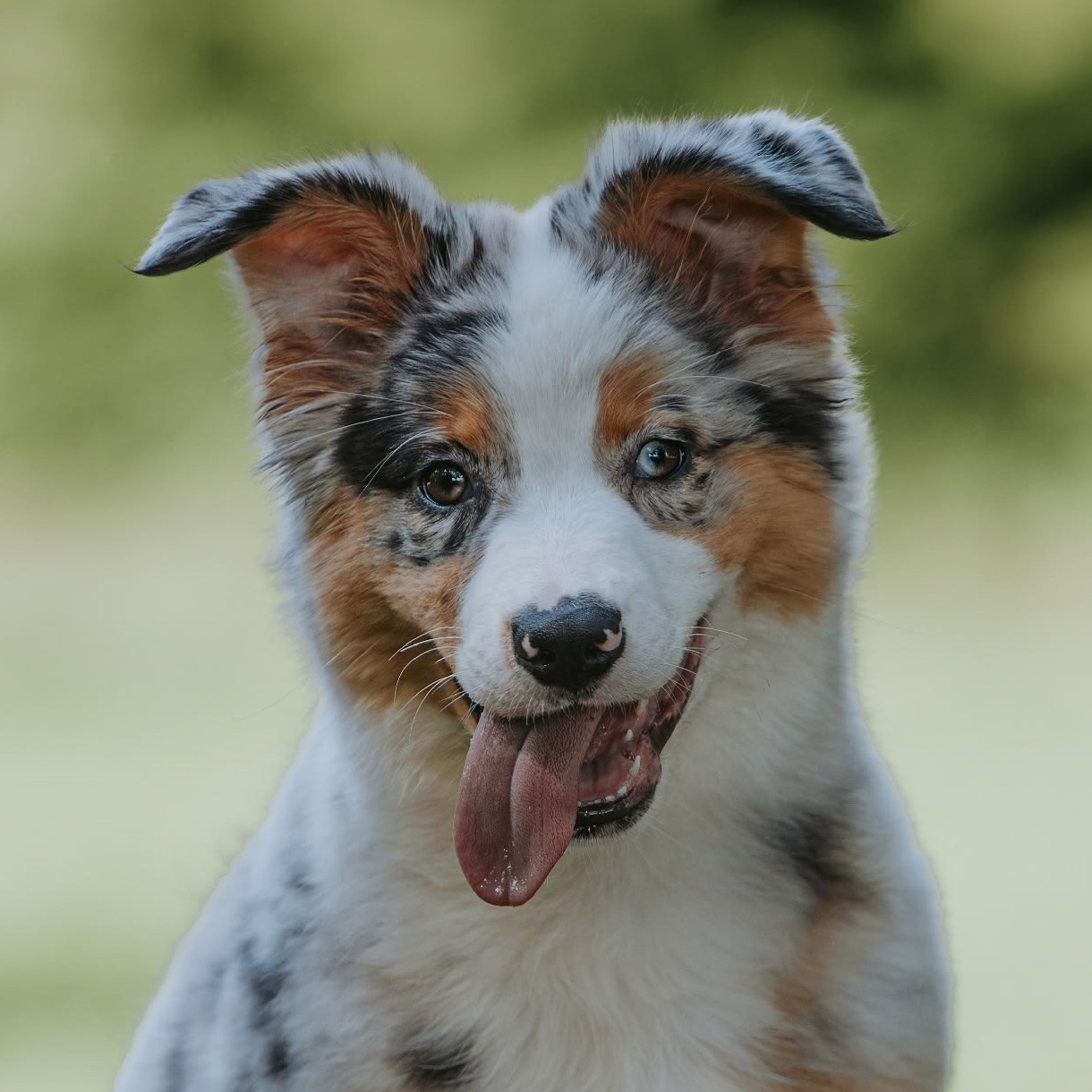 Наши собаки. BLGKV питомник собак