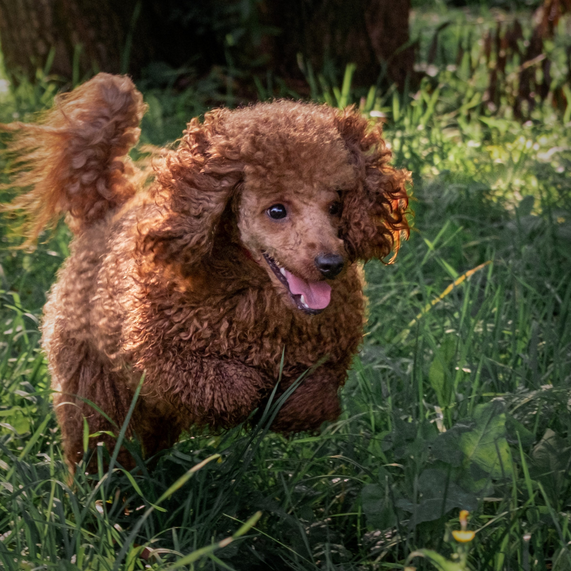 Зоофотограф, фотограф животных в Москве и области Дина Дамоцева