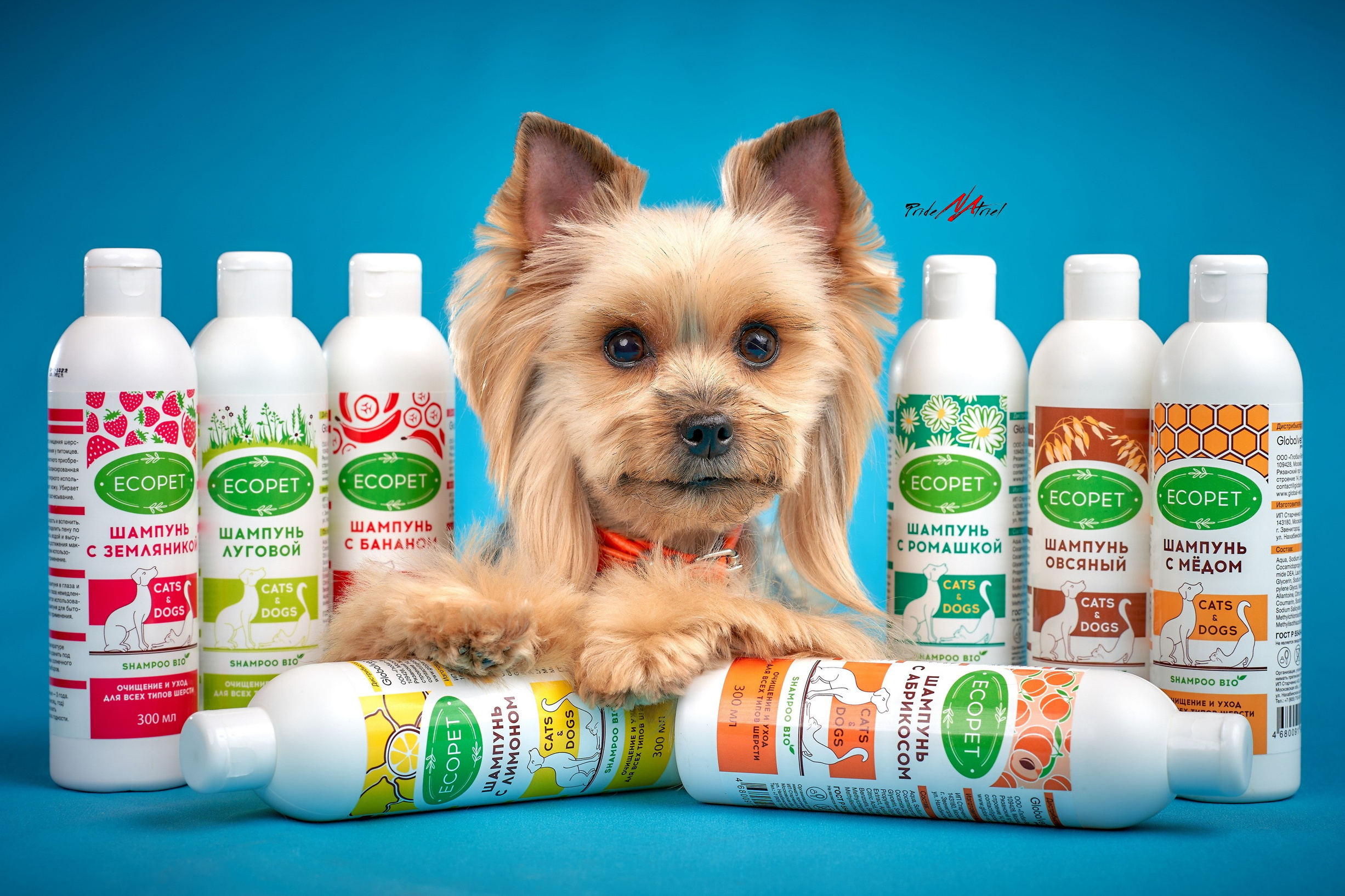 рекламная съемка с собаками фото в студии