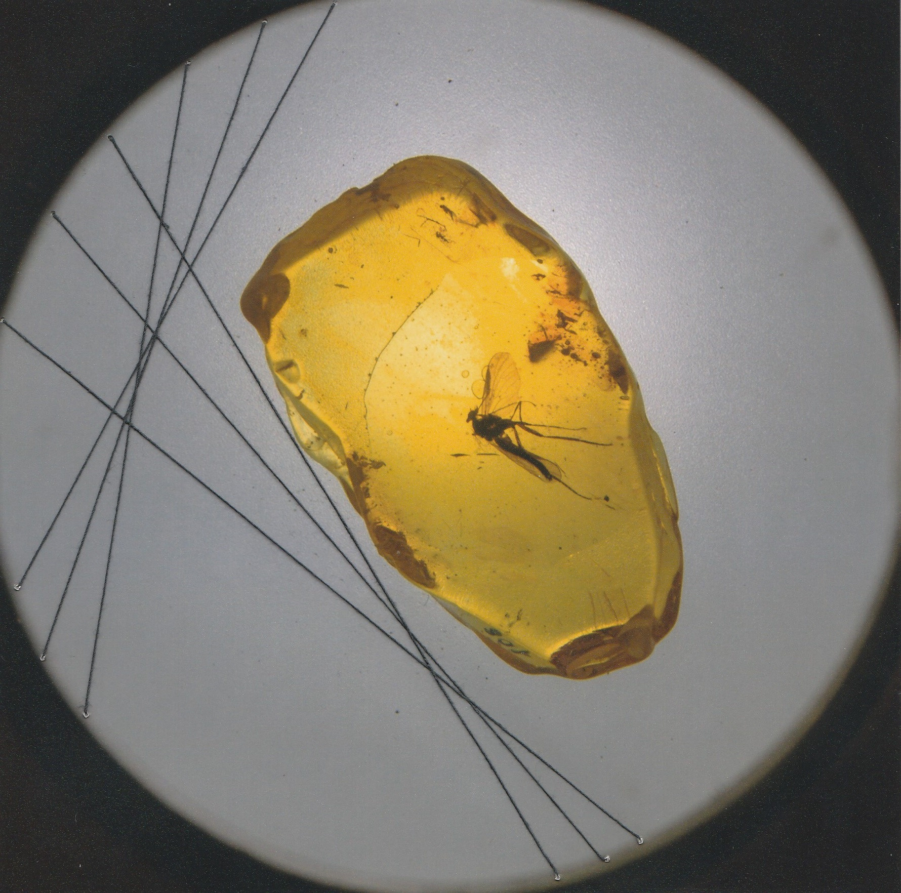 Baltic stone (2020 — in progress) Julia Gorbunova. Julia Gorbunova