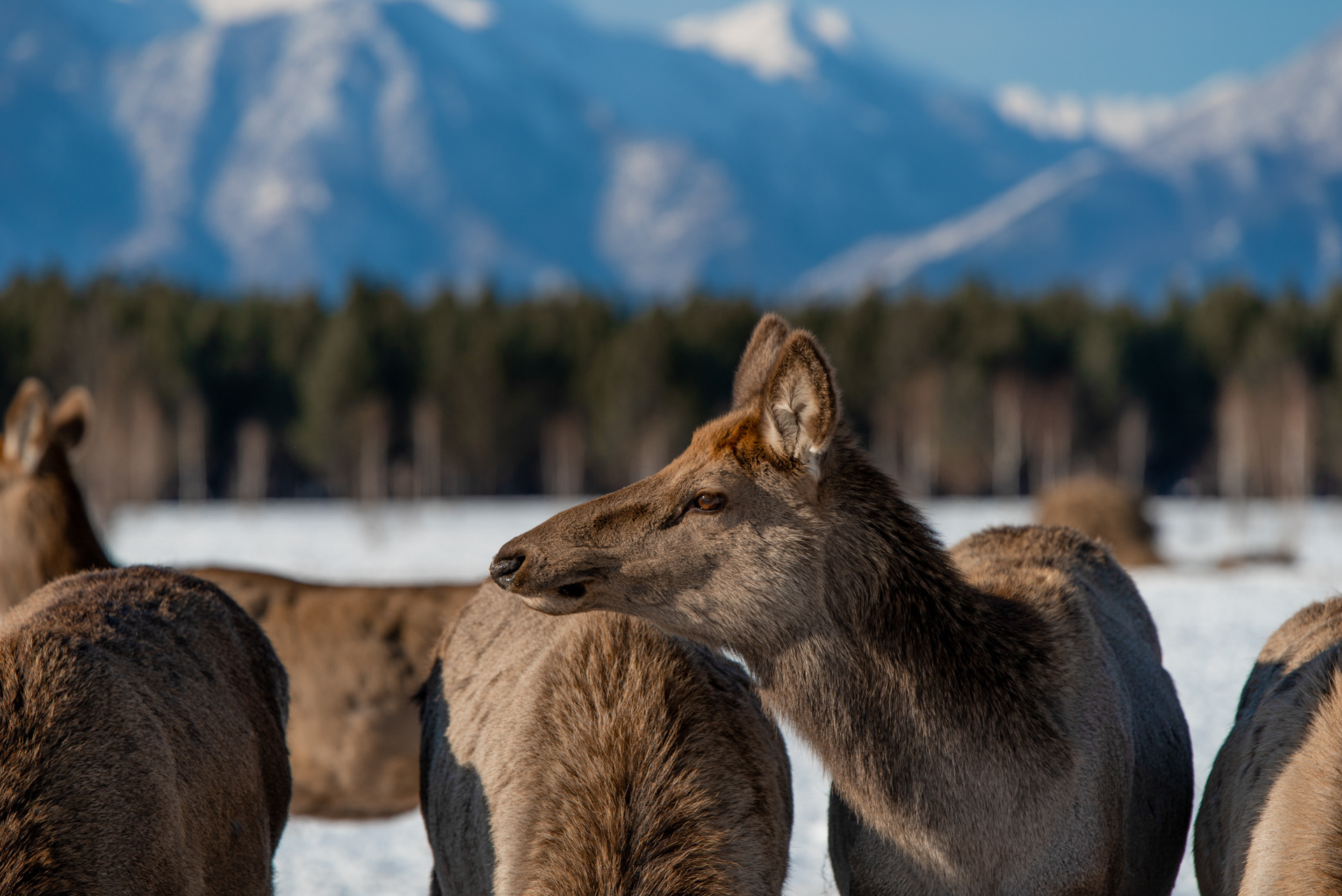 Горный курорт Аршан горный поселок минеральные воды Байкала горячие источники Байкала горячие источники Аршана горное ущелье Аршана Кынгарга мараловая ферма в тункинской долине тункинская долина тунка потухший вулкан