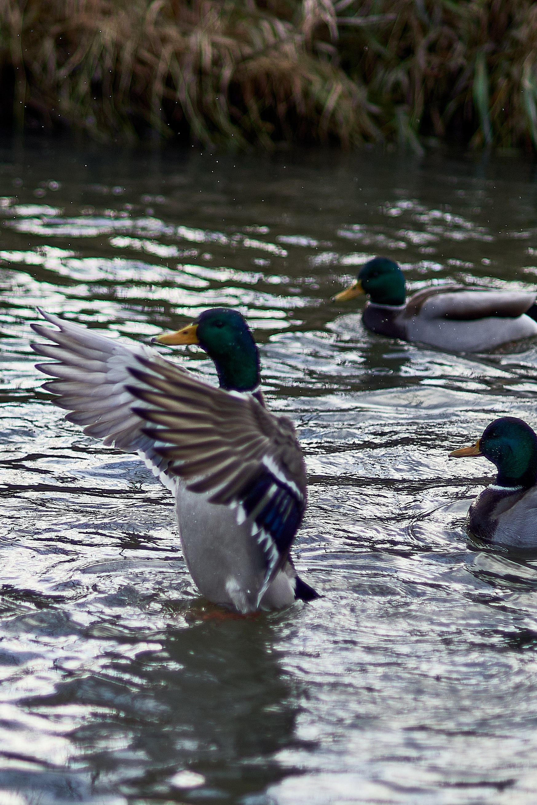 Утки, которые остаются зимовать на реке Яуза в Мытищах. Reportage event photographer in Moscow Alexander Gladkiy