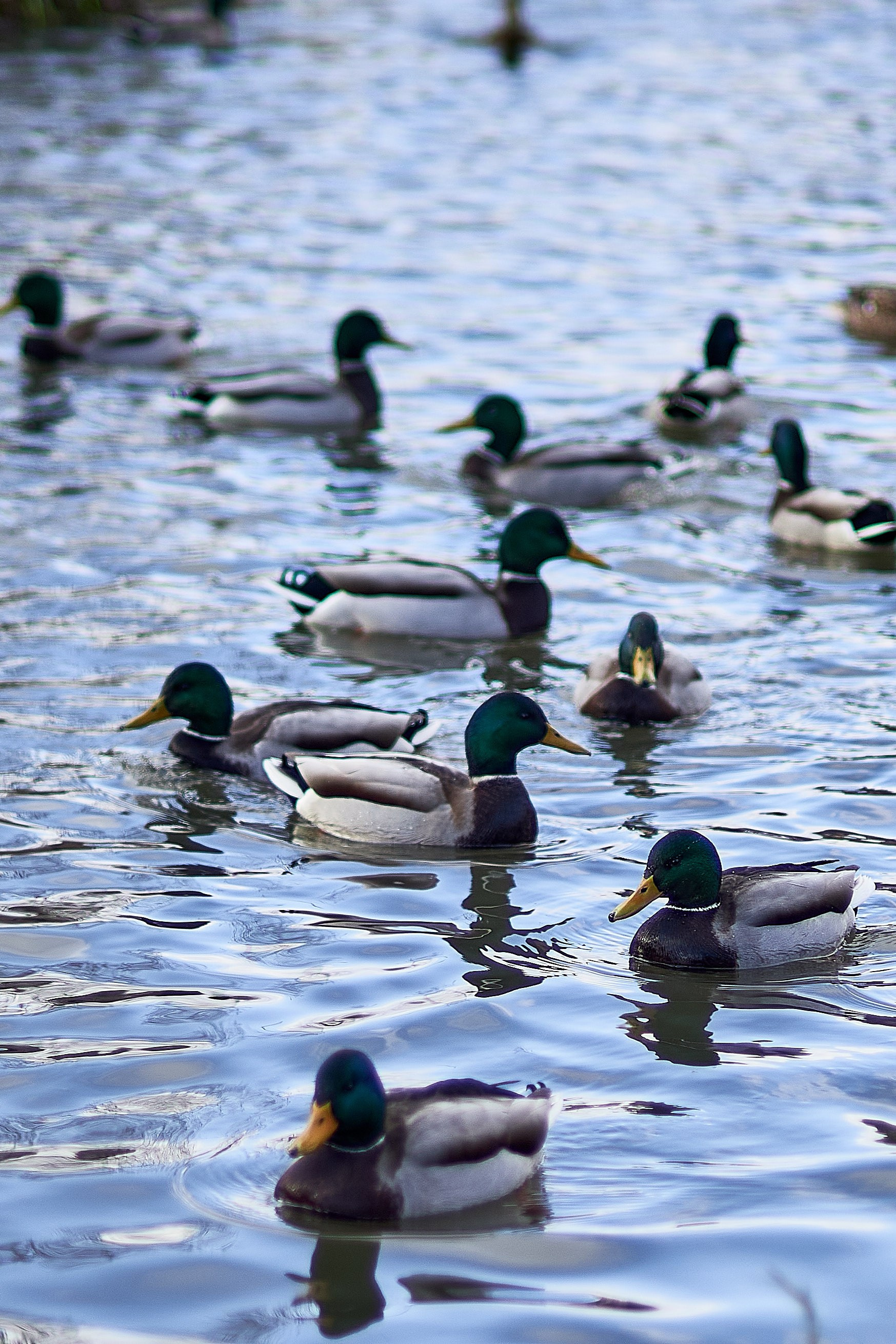 Утки, которые остаются зимовать на реке Яуза в Мытищах. Reportage event photographer in Moscow Alexander Gladkiy
