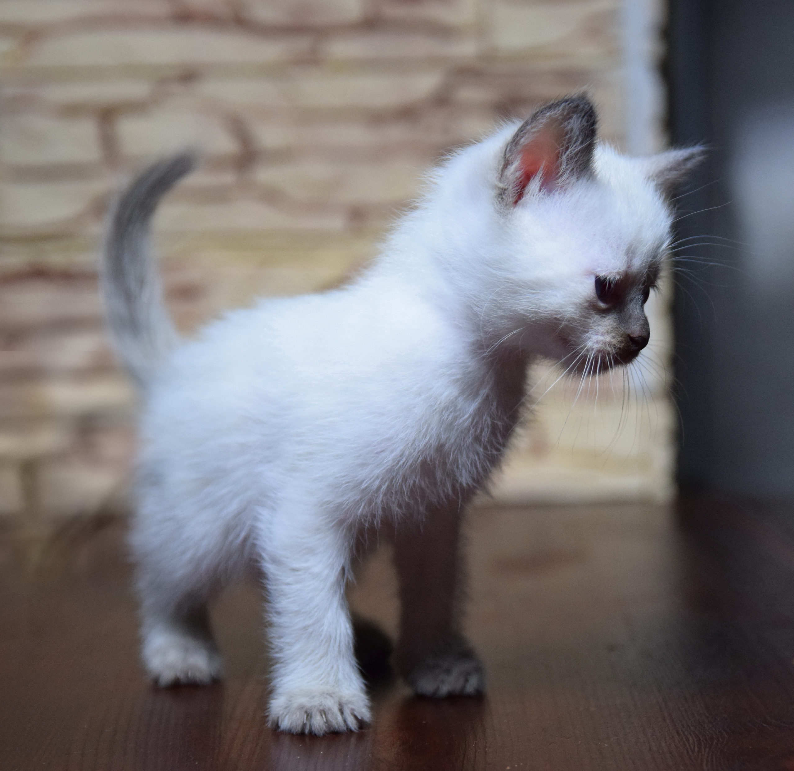 Котята. Питомник тайских кошек в Санкт-Петербурге Noyland