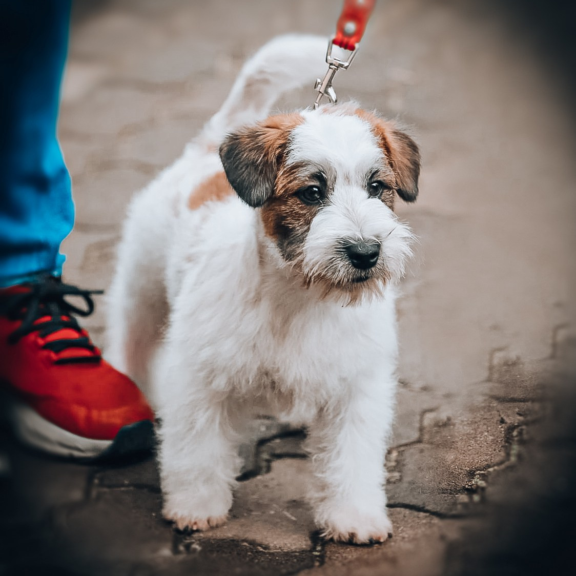 Страница помета жесткошерстных щенков джек рассел терьера. КАНЕ МАЭСТРО — питомник Джек рассел терьеров