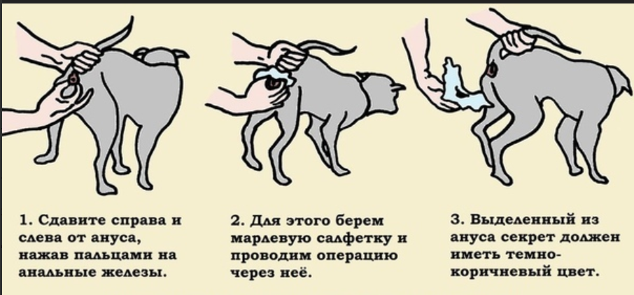 Анальные Железы. Питомник Йоркширских терьеров Дэнстайл в Санкт-Петербурге заводчик Тих