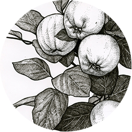 Ручка Алена — ботанический художник, дизайнер, фотограф