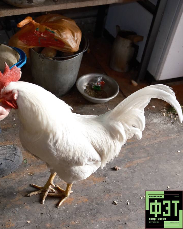 Наталья Переверзева