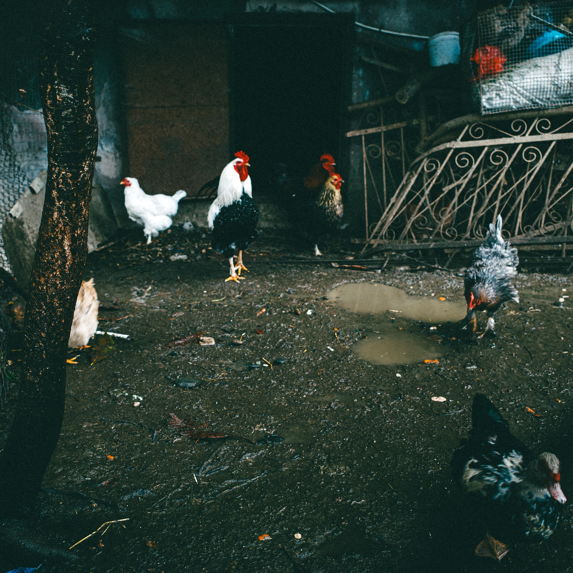 Абхазия. Фотограф Паша Максимов