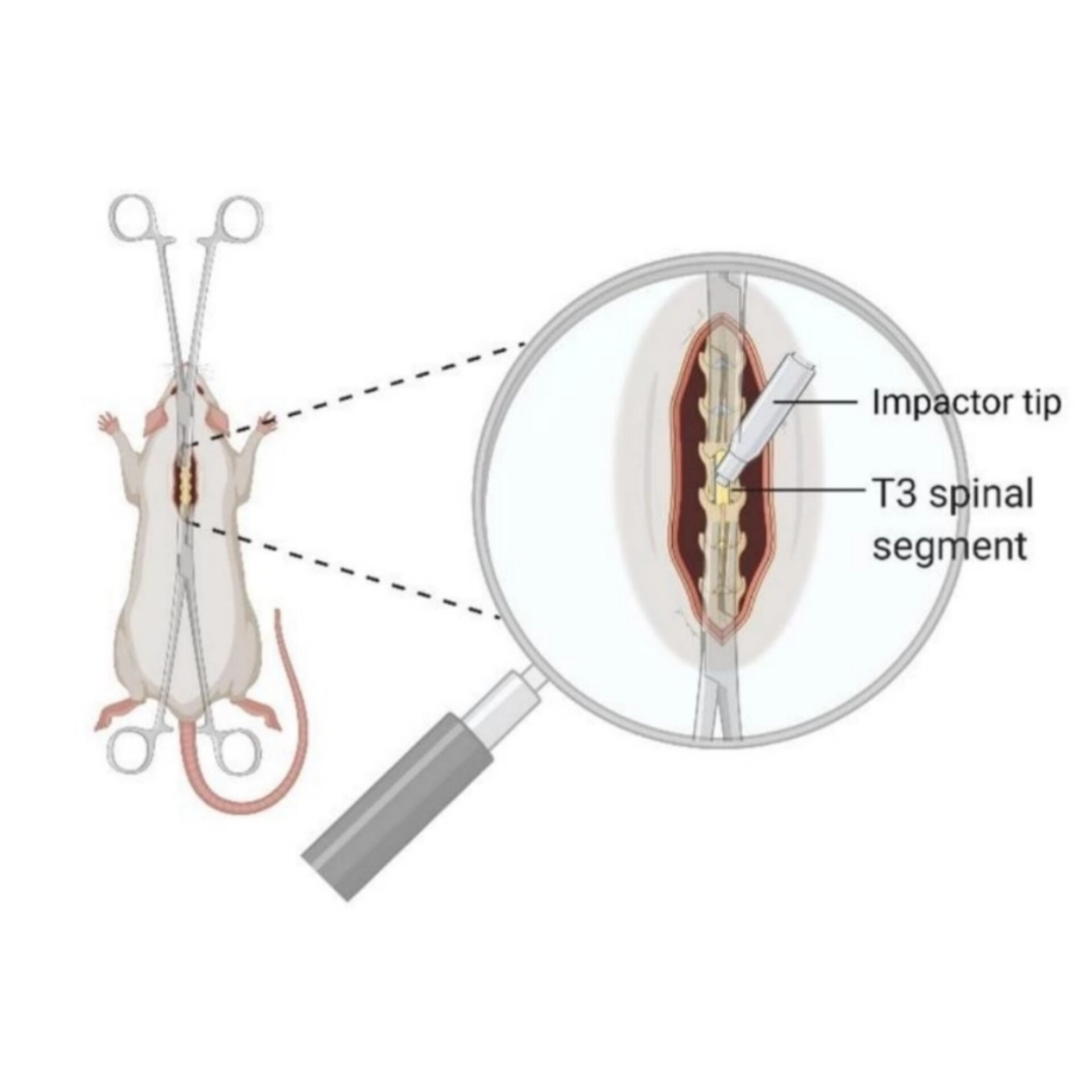 Нейропротекция. Главная