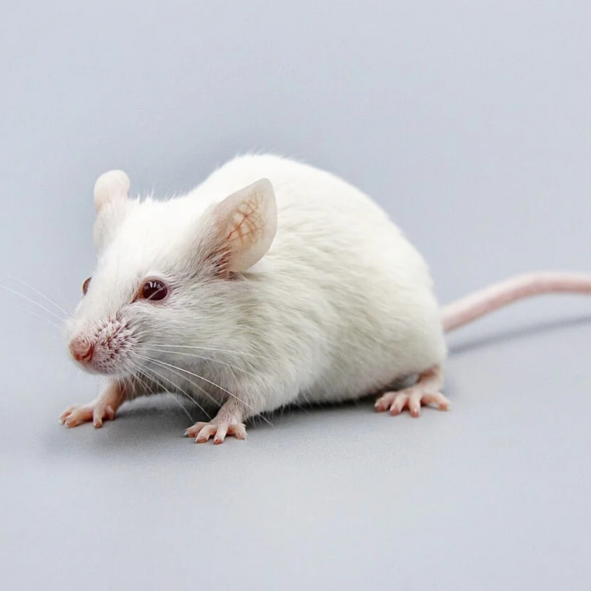 Нейропротекция. Главная